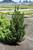 Ilex crenata Emerald Colonnade 240535