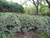 Euonymus japonicus Silver King 240580