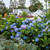  Hydrangea macrophylla E.S.Endless Summer 241885 