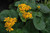  Ligularia dentata Desdemona 216635 