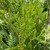  Thuja plicata Virescens 242951 