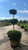  Buxus sempervirens Schmidtii 245821 