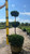  Buxus sempervirens Schmidtii 245821 