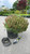  Pinus densiflora Low Glow 247162 
