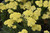 Other Sun Per. Achillea Coronat Gold 217037 