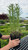 Other Sun Per. Achillea Coronat Gold 217037 