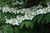 Viburnum plicatum tomentosum Shasta 217119