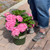 Hydrangea macrophylla Pink Splendor 249781