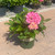  Hydrangea macrophylla Pink Splendor 249781 