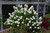 Hydrangea paniculata Fire light 251453
