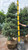 Pinus parviflora Templehof 253711