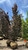  Fagus sylvatica Red Obelisk 253831 
