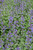 Nepeta Blue Wonder 218772