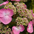 Hydrangea macrophylla E.S.Twist and Shout 254544