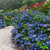  Hydrangea macrophylla E.S.Twist and Shout 254544 