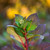  Hydrangea macrophylla E.S.Twist and Shout 254544 