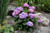  Hydrangea macrophylla Eclipse 325097 