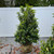 Prunus lusitanica 254655