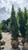  Picea abies Cupressina 254687 