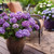 Hydrangea macrophylla E.S.Bloomstruck 259601