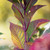  Hydrangea macrophylla E.S.Bloomstruck 259601 