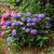  Hydrangea macrophylla E.S.Bloomstruck 259601 