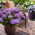  Hydrangea macrophylla E.S.Bloomstruck 259601 