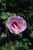 Other Deciduous Hibiscus syriacus Paraplu Rouge 332093 