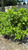  Hydrangea paniculata Little Lime 259885 