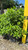  Hydrangea paniculata Little Lime 259885 