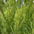 Other Ever. Sh. Cryptomeria japonica Radicans 260698 