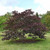Other Dec. Tree Cercis canadensis Forest Pansy 264084 
