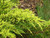 Juniperus chinensis Daubs Frosted 264095