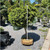  Picea abies Little Gem 264183 