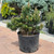 Pinus mugo Jakobsen 264797
