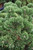  Pinus mugo Jakobsen 264798 