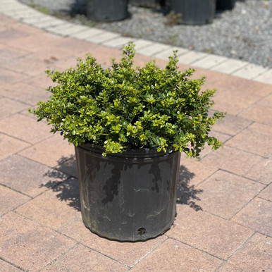 JAP HOLLY HELLERI 3G