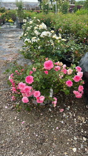 ROSE DRIFT SWEET 2G