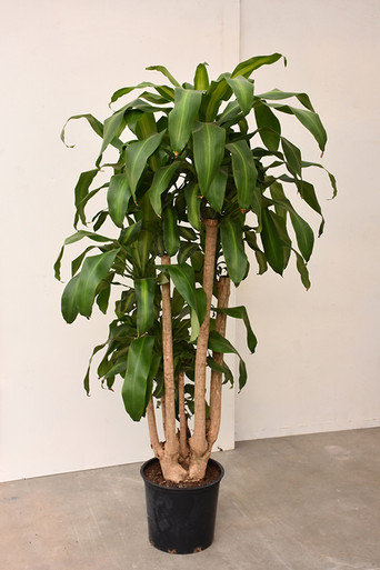 palm plant home depot Explore Our Foxtail Palm Single main image 0