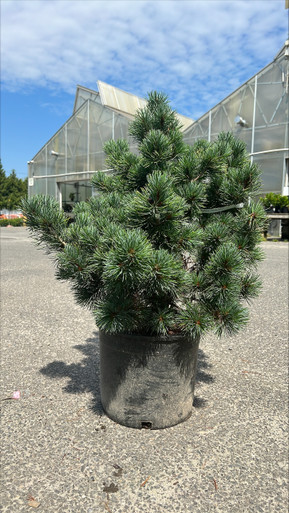 PINE JAP PENTAZUMA 5G