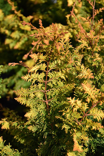 Hinoki False Cypress Fernspray Gold half tige