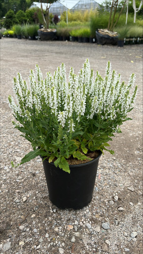 130630__77623.1712959231.386.