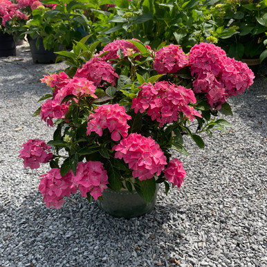 169318__81975.1712959329.386.