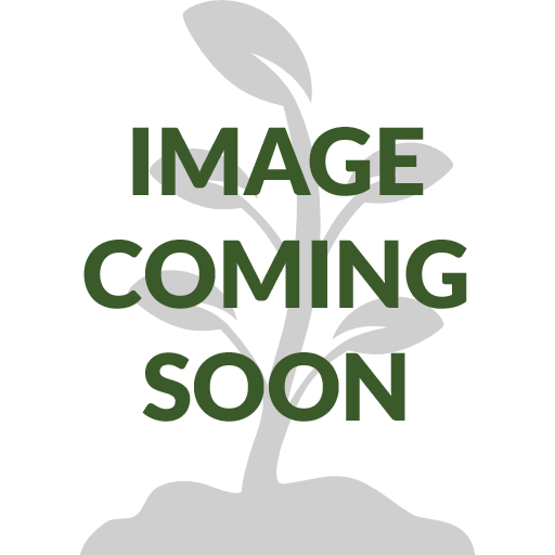 Image coming soon