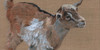 Original acrylic painting of a brown, white, and black baby goat, done on burlap canvas with the raw burlap showing as the background