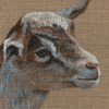 Baby goat painting close-up of face