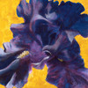 Bright painting of a purple iris flower on a yellow background