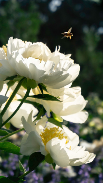 a bee just about to land on large white blossoms in the sunlight