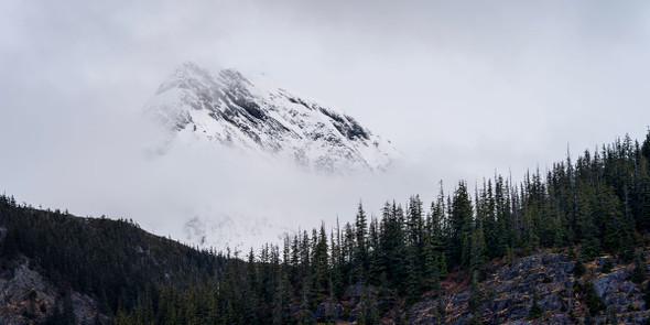 Mountaintop jutting out from low clouds with pine trees in front