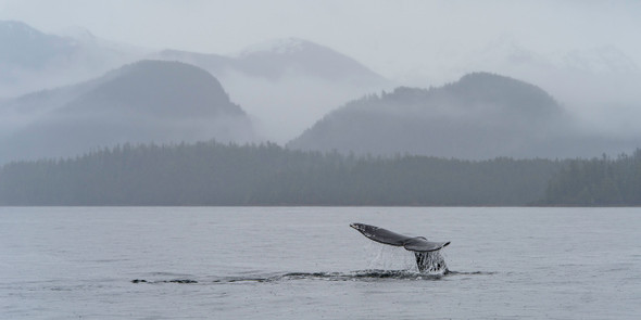 whale fluke in the rain with mountains behind